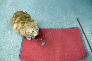 Cat on the mat with a stick with string attached
