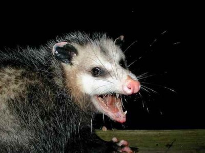 Opossum showing teeth