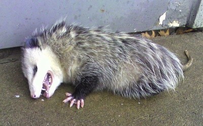 opossum plays dead